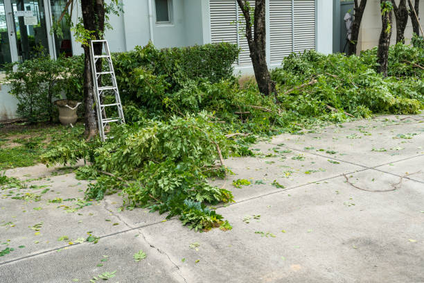 Best Stump Grinding Near Me  in Hyde Rk, PA